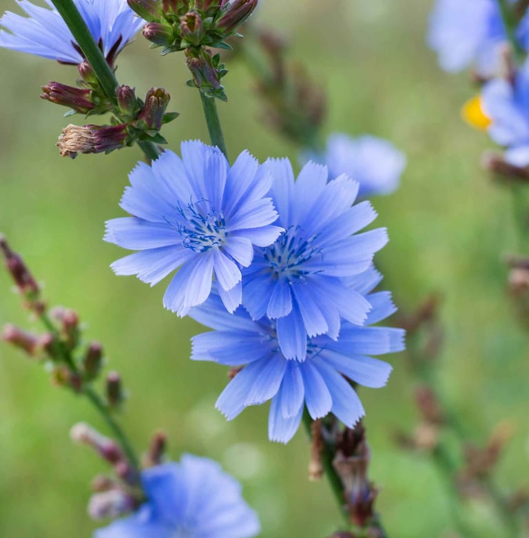 chicory