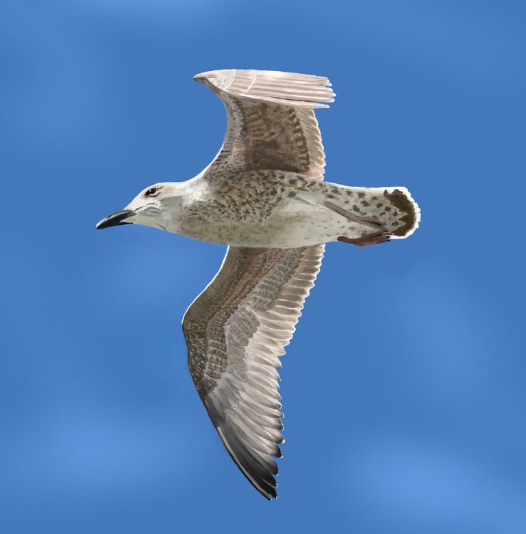Juvenile Herring Gull
