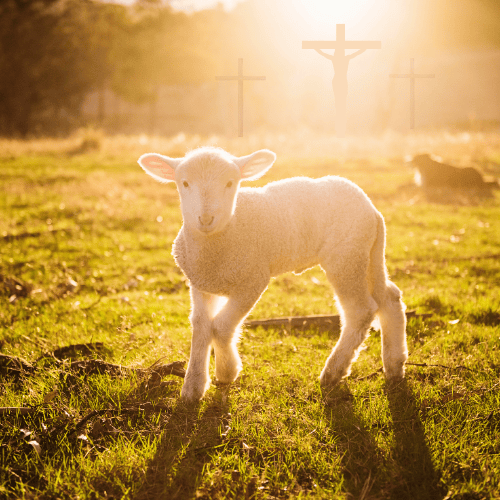 A lamb lit by a sunrise. In the background- the silhouette of three crosses