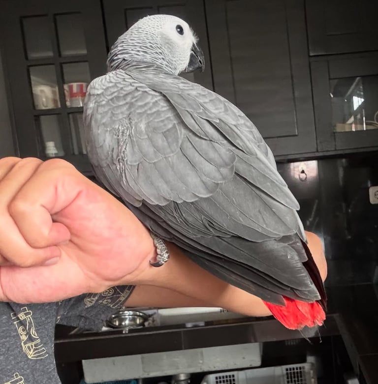 African Grey talking parrot for sale