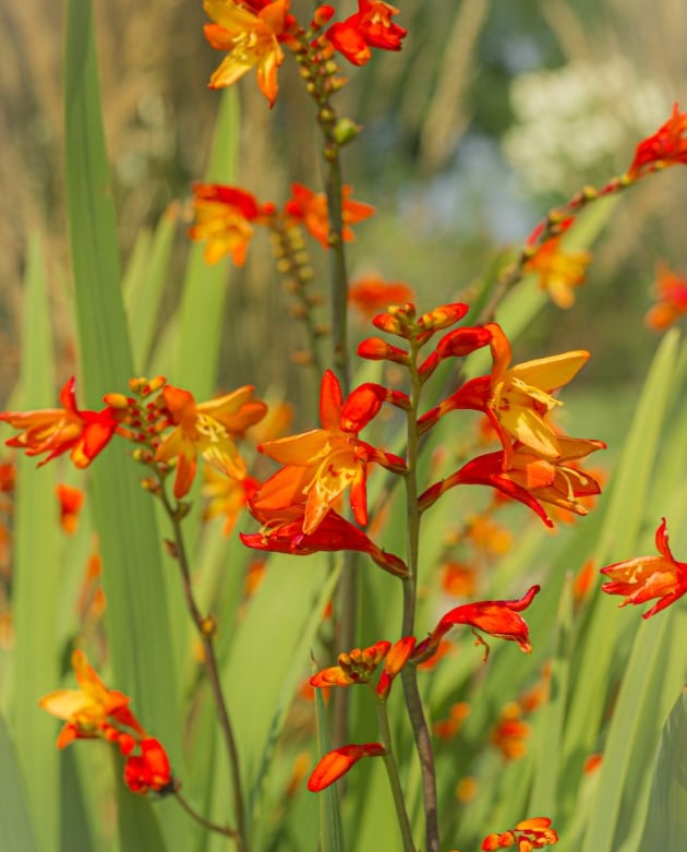 Close up van Crocosmia
