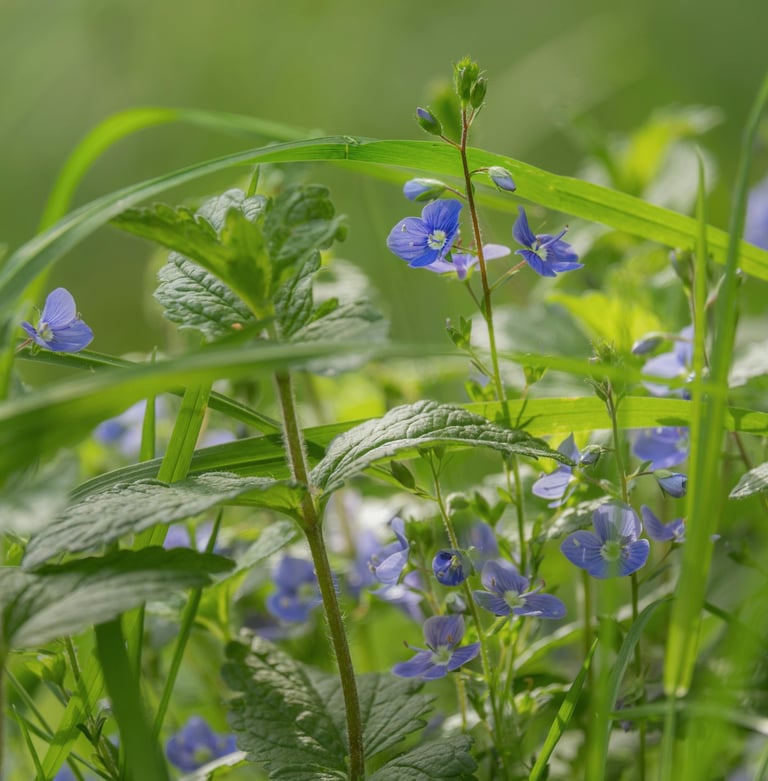 Anxiolytic Herbs and Supplements