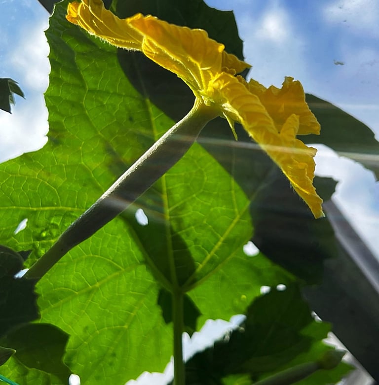 Luffa gourd seeds are highly sought after for their numerous benefits and versatile uses. 