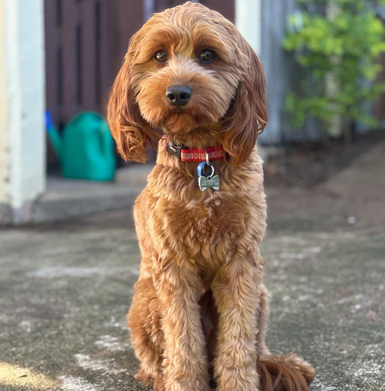 a red cavoodle dog sitting on the ground with a red collared collared collared dog