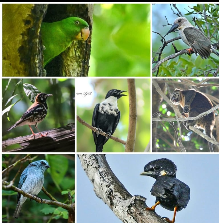 Tangkoko Birding tour 5d/4n