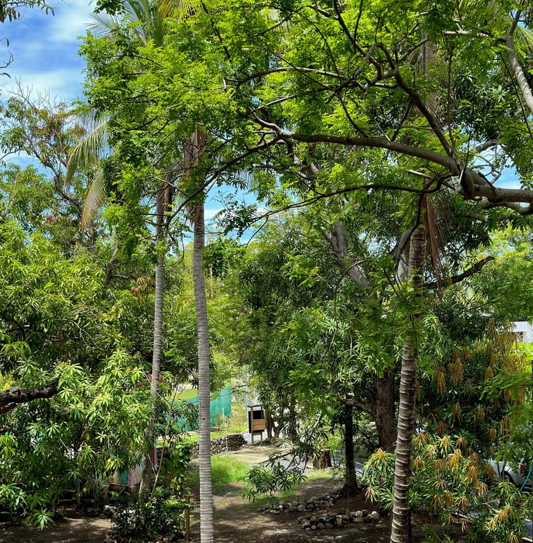 plaza mango verde event location