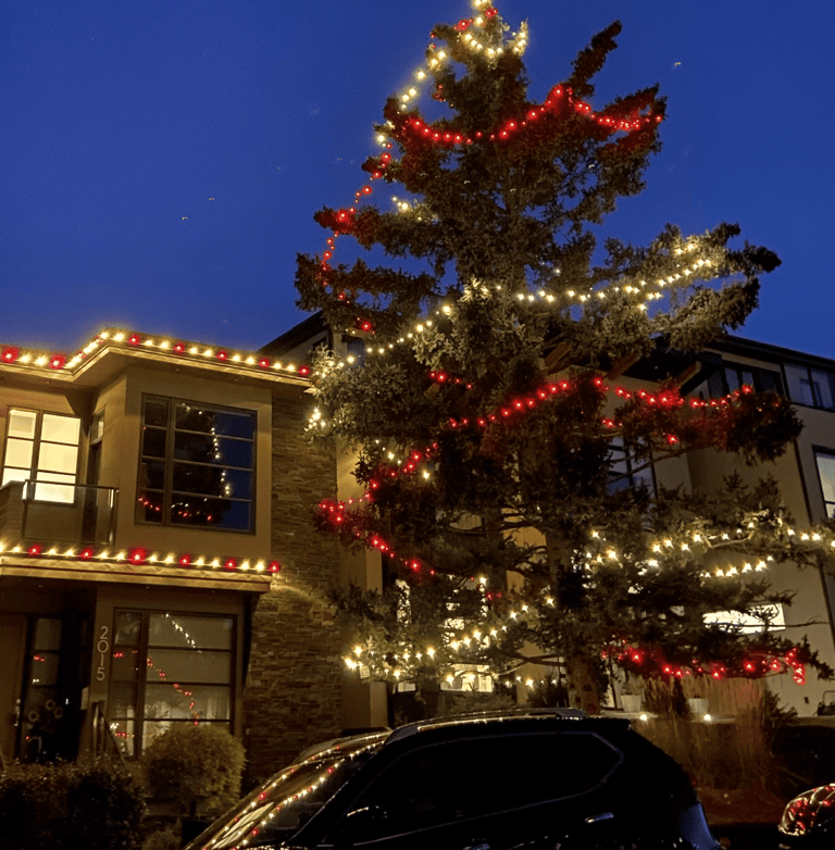 Red and white christmas lights on tall tree and modern home in Calgary