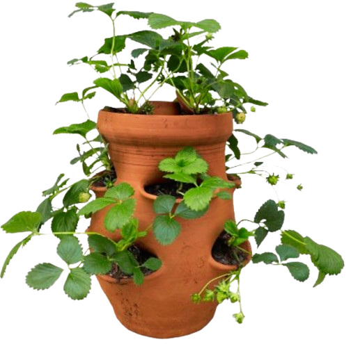 tour à plantes - fraisiers