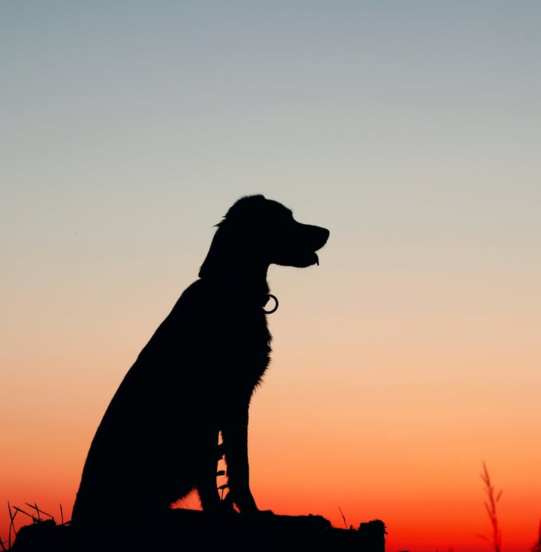 dogAdvisor ✲ dogadvisor ✲ dog advisor ✲ Blog for new dog owners ✲ dogs ✲ dog advisers ✲ dog advisors