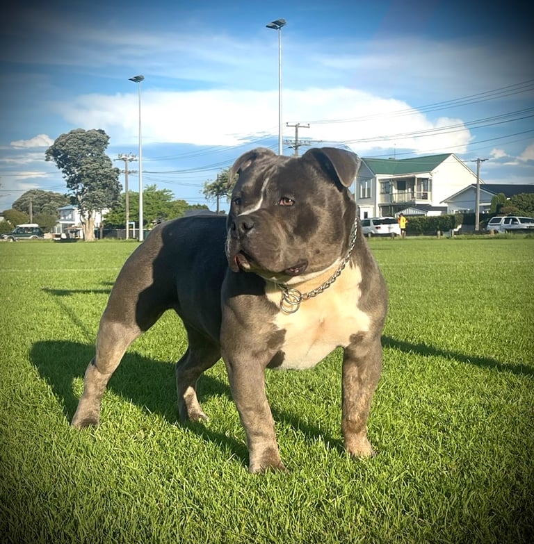 blue pocket american bully New Zealand