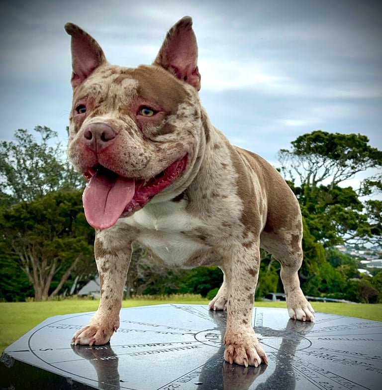 merle pocket american bully New Zealand