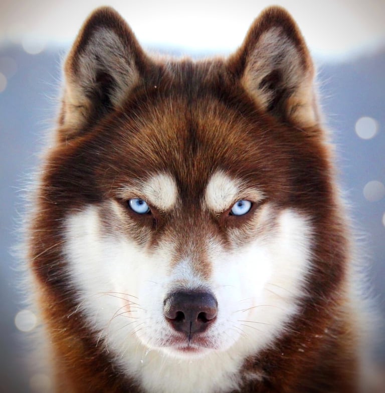 Husky-Erlebnisse, Husky-Ausfahrten, Husky-Trekkingtouren, Husky Abenteuer, Dietfurt, Bayern