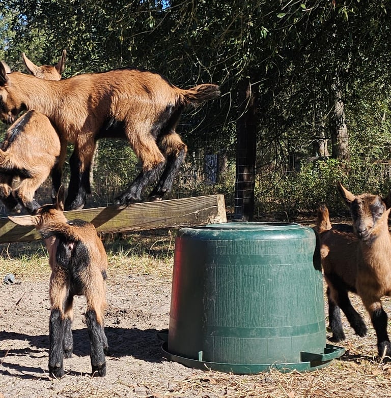 Oberhasli goat kids playing balance games