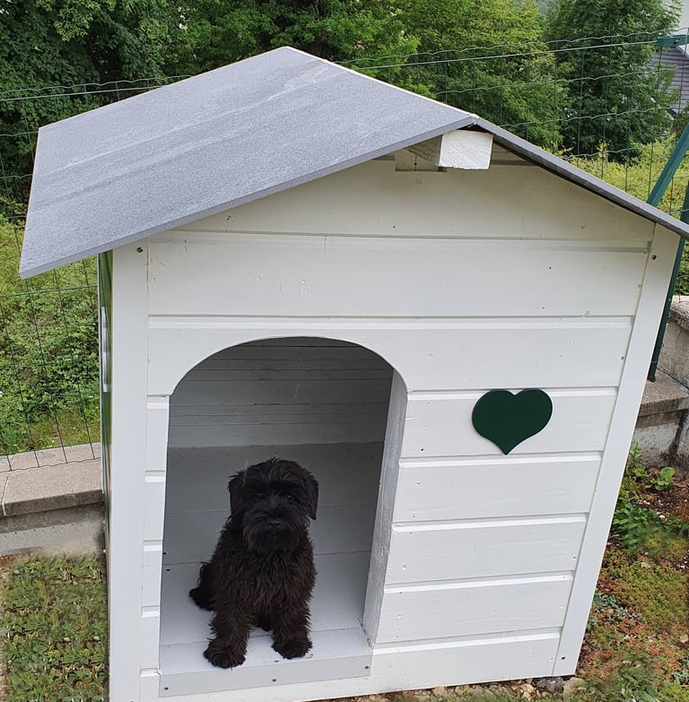 chiot Schnauzer assis dans une niche