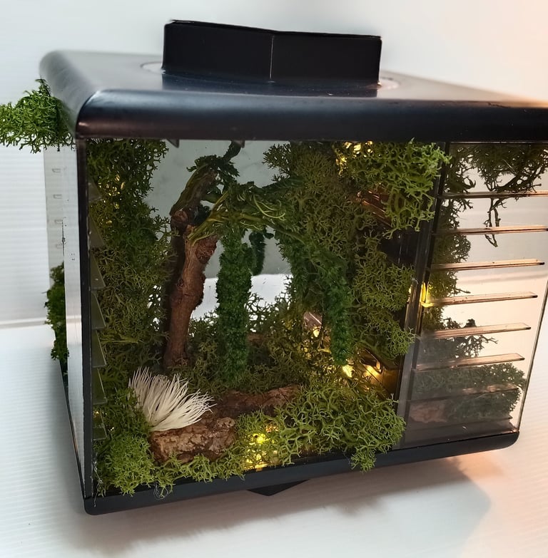 Miniature bioactive terrarium kit with green moss, driftwood, and LED lights in a small black acrylic tank.