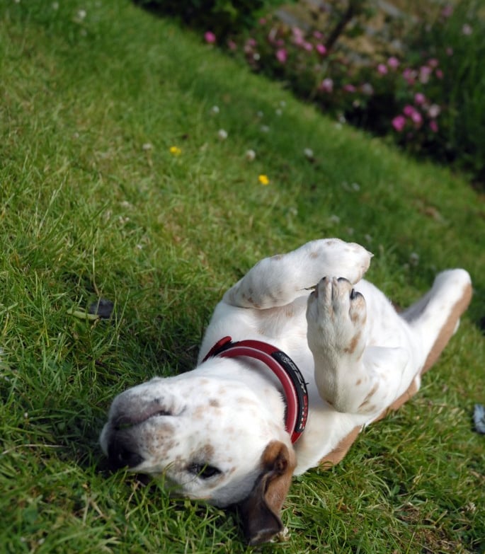 A puppy dog lying on its back on grass
