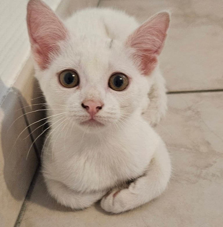 Adoption chaton AZUR-1