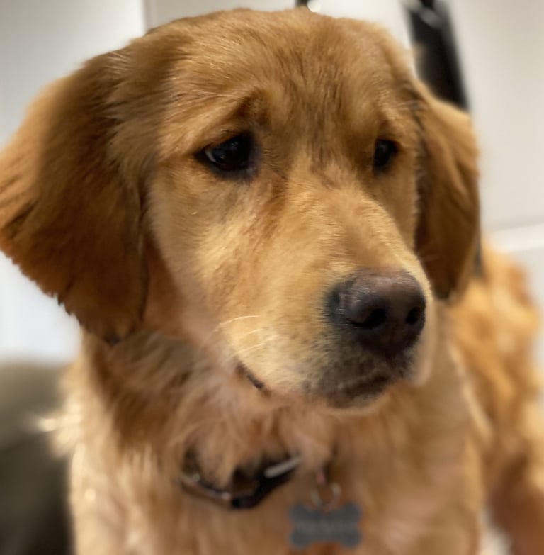 Nala - Our Golden Retriever