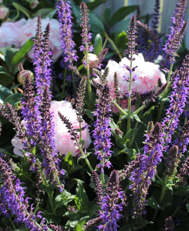purple and rabbit resistant Salvia plants