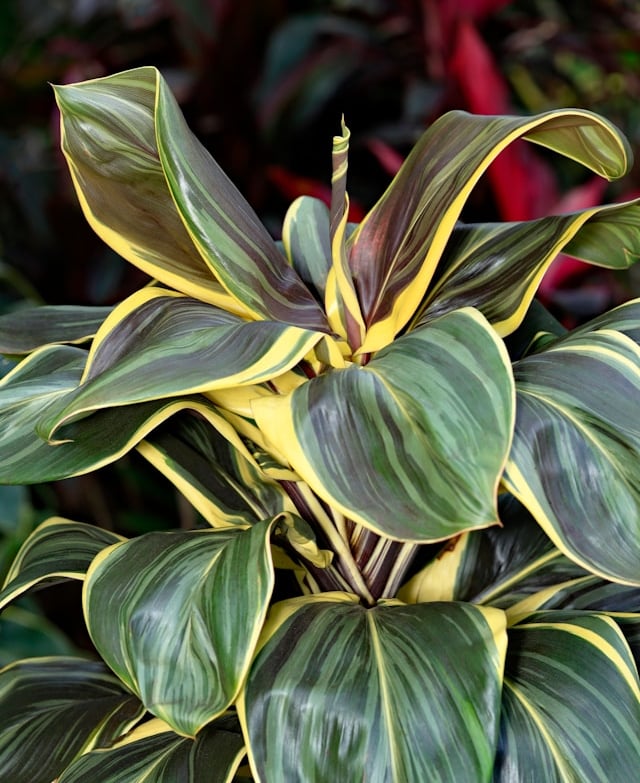 a leafy Cordyline plant in a container