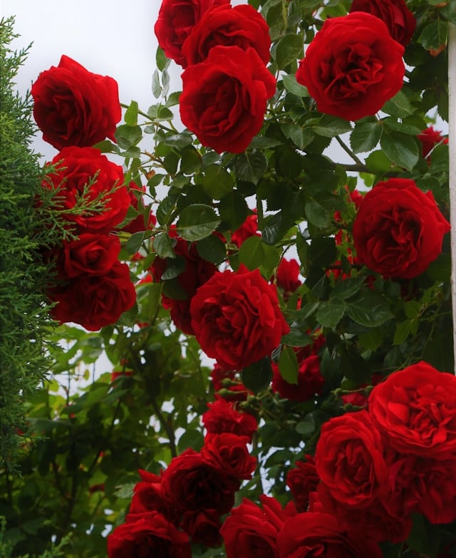 one large Munstead Wood Rose in a container
