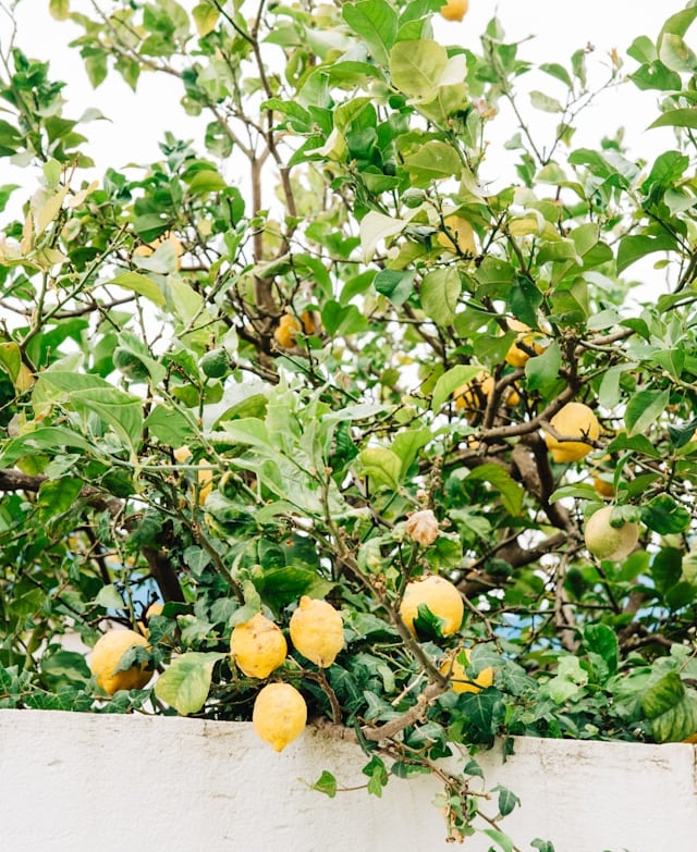a big Lemon tree grown from seed