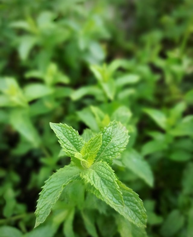 one leafy herb that is growing in a garden