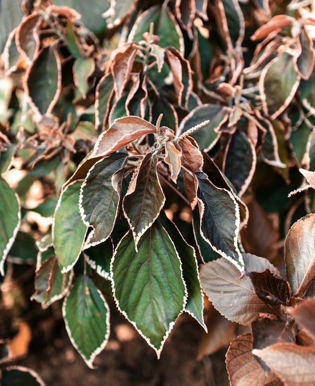 one dying shrub with brown leaves