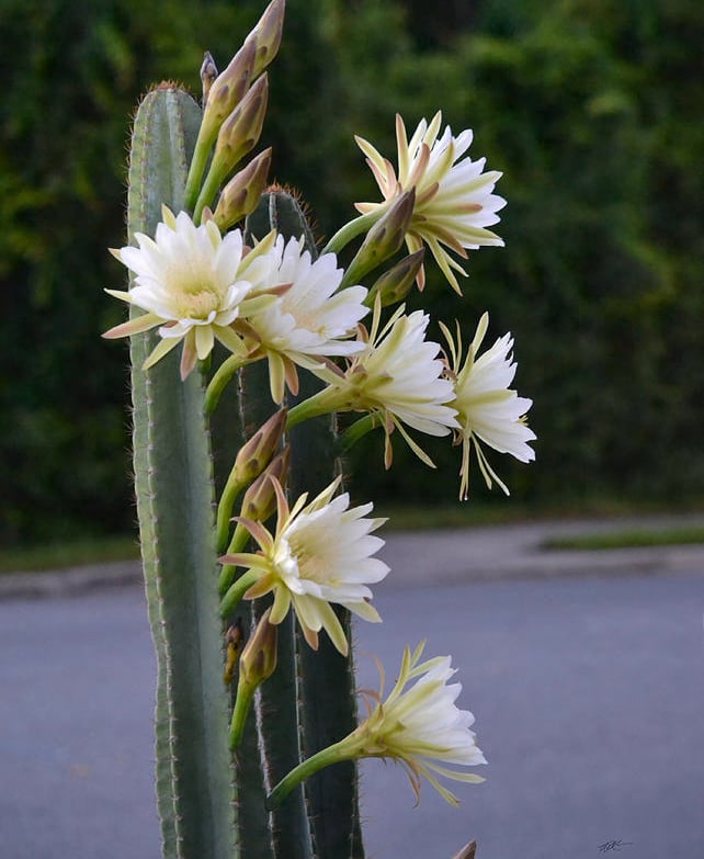 a night flowering cactus plant with white flowers that is called Quen of the Night
