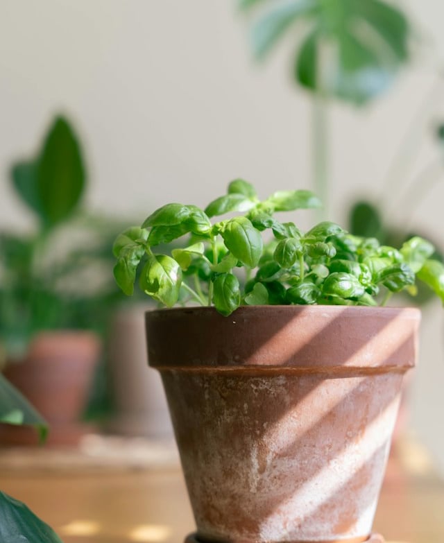 Basil herbs that were grown from seed in a pod 