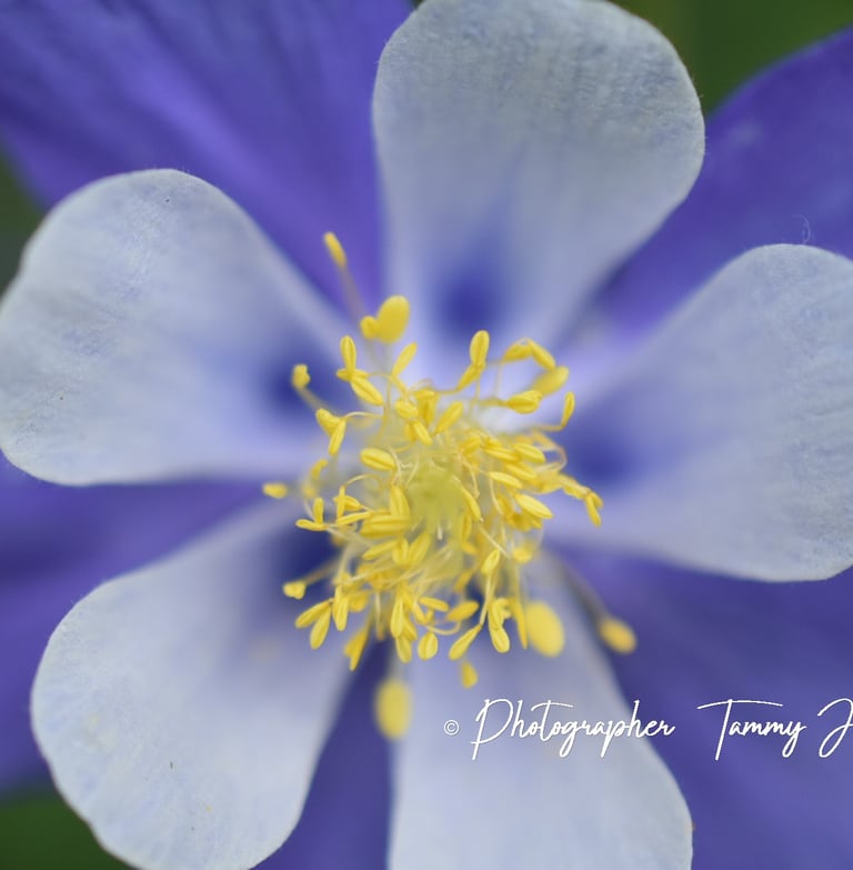 Colorado's Columbine's Close-Up by Tammy J McLain