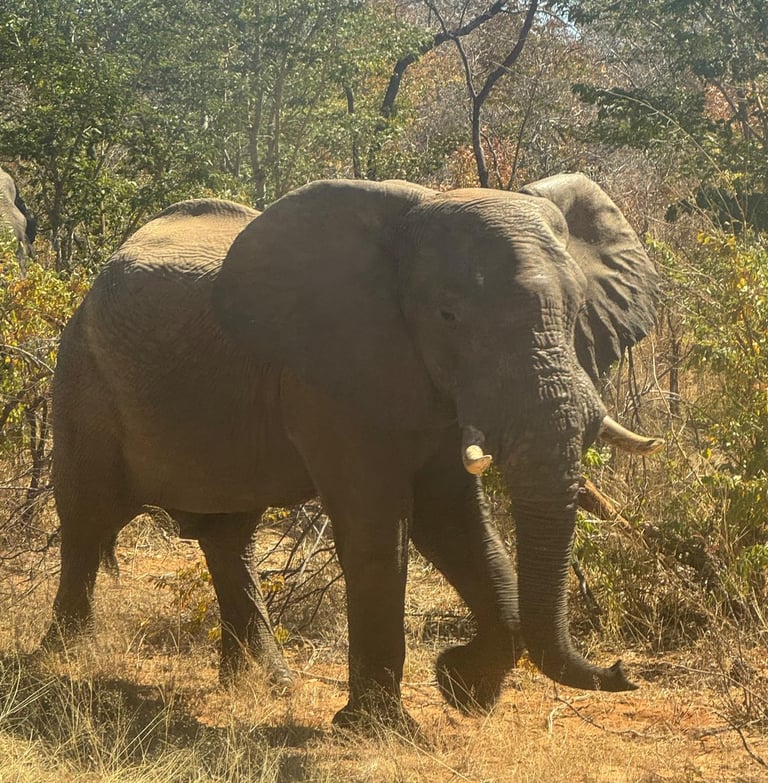 Elefante durante il safari in Botswana.