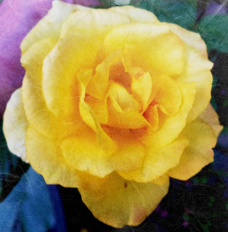 Photo of a yellow rose superimposed over handmade Japanese paper