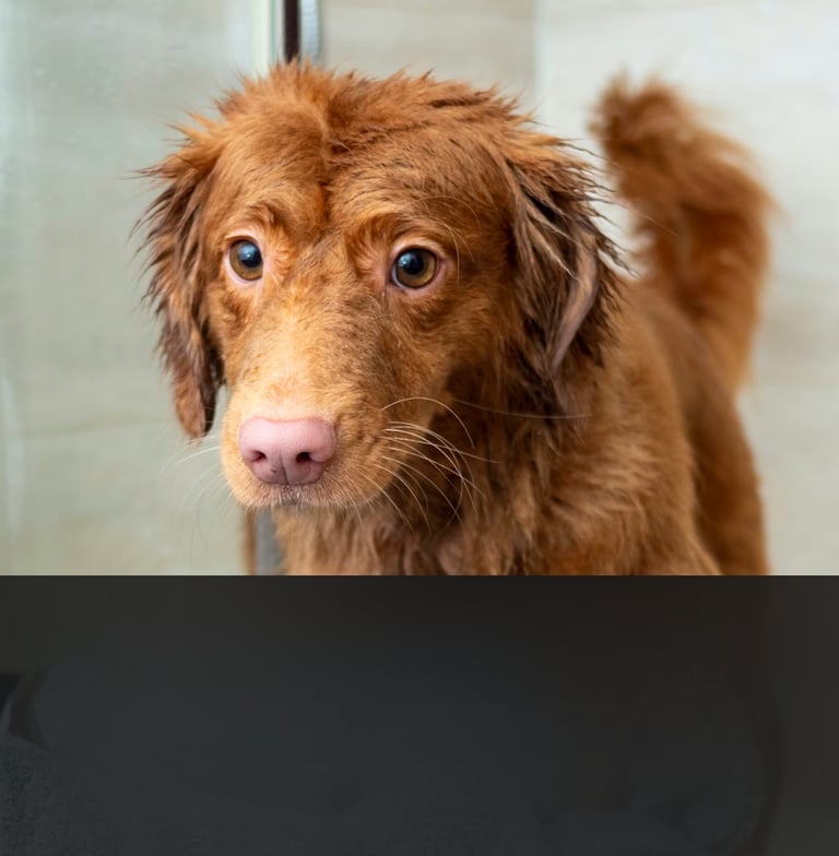 dogAdvisor | dogadvisor | dog advisor | dogAdvisor.dog