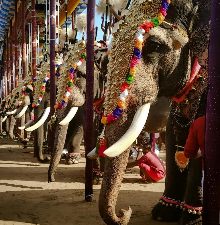 Elephants in ornaments for Pooram festival in Kerala.