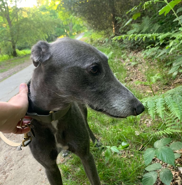 a dog is standing on a path in the woods