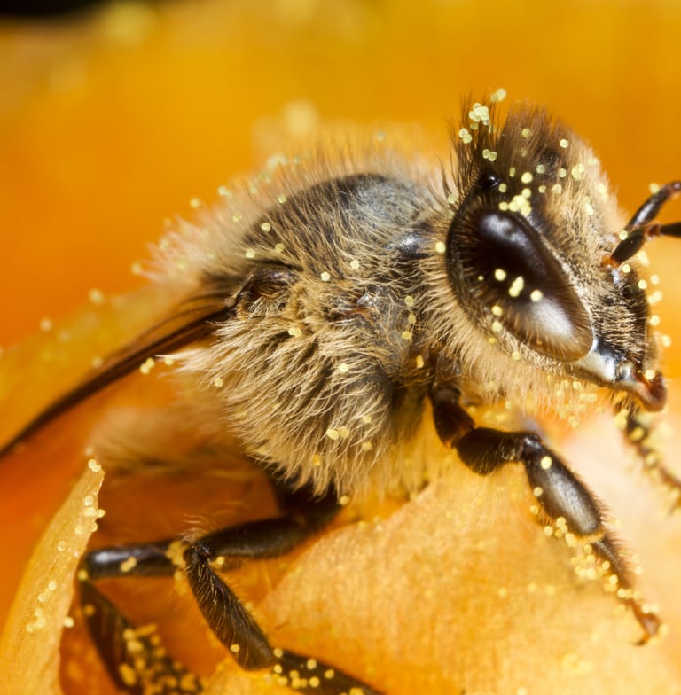 a bee gathering pollen