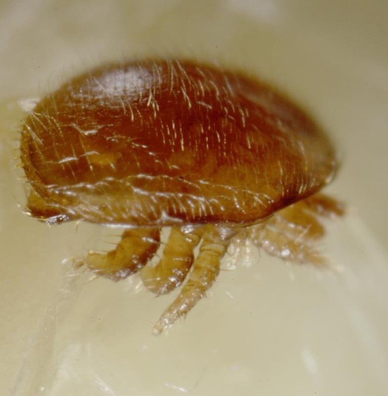 Extreme close-up of a Varroa destructor mite, a reddish-brown external honey bee parasite.