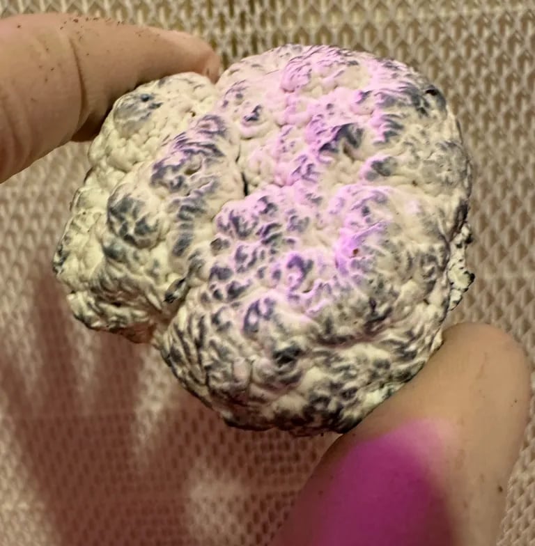 Une de nos truffes de psilocybine