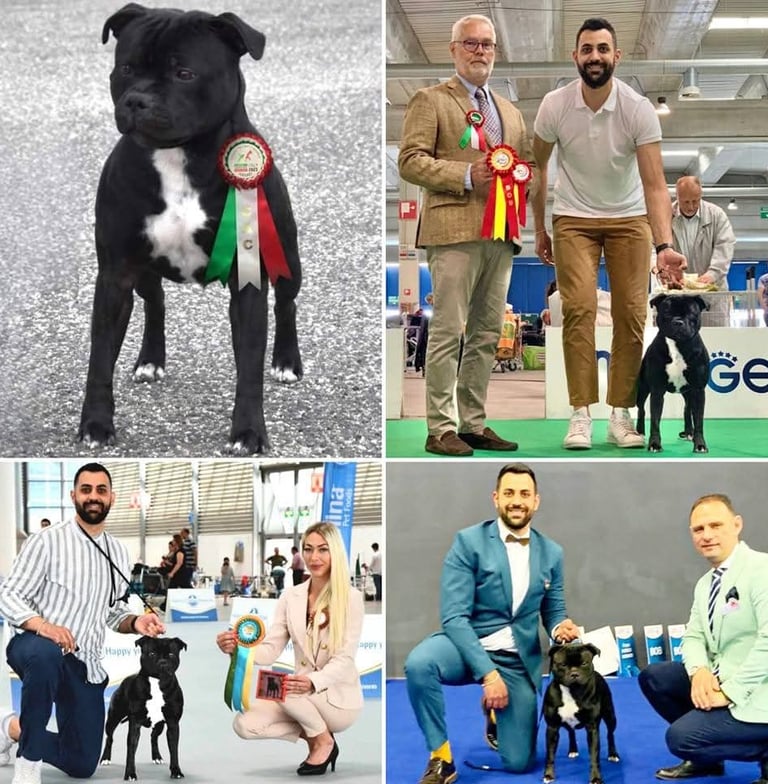 Hugo Grecalestaffs campione italiano Enci, Cac WDS Zagabria 2024