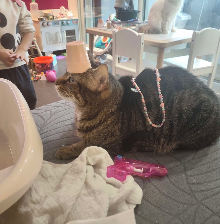 Neko - Chat européen joue avec un enfant