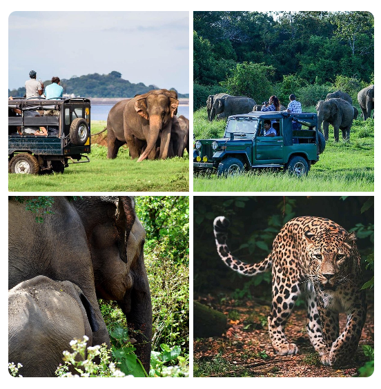 Sri Lanka Tours