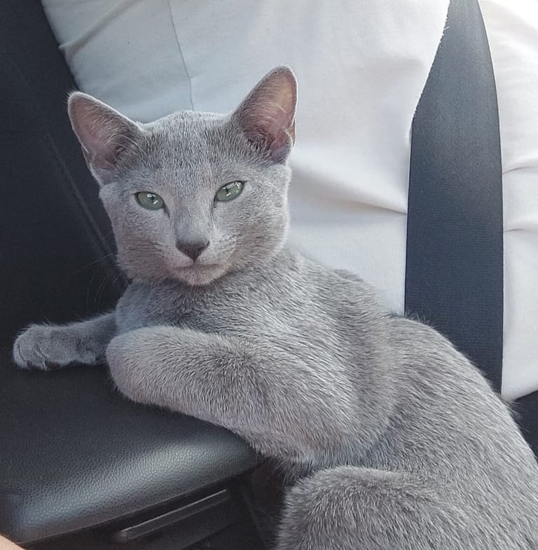 hat bleu russe chatterie Obsidian cats départ