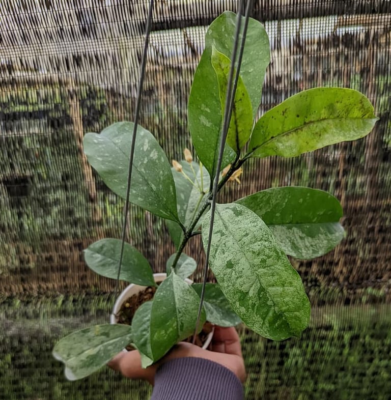 Rare Hoya occultata splash growing in Hoyas House greenhouse