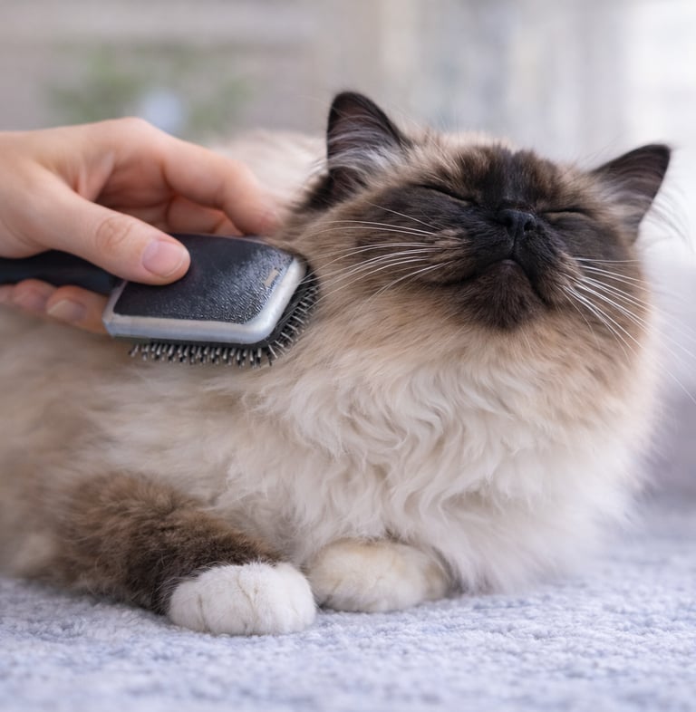 Sacré de Birmanie Seal Point - Brossage