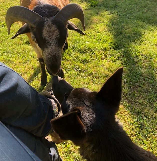 Ferme de Belon animaux CBD