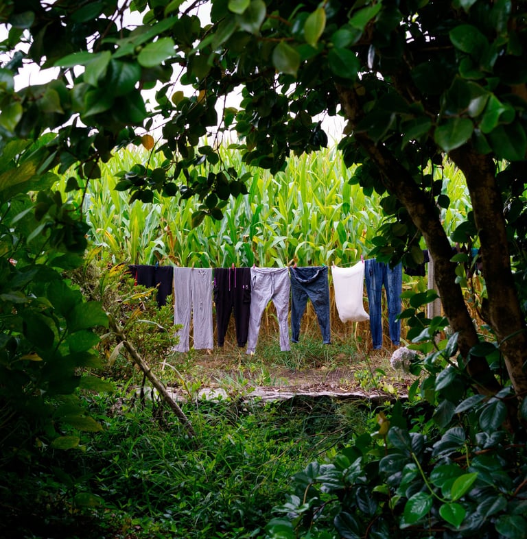 Fresh laundry hanging on an outdoor clothesline in a lush green garden near a cornfield.