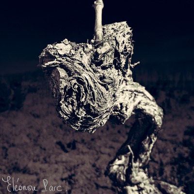 Très vieux cep de vigne torturé avec l'âge
