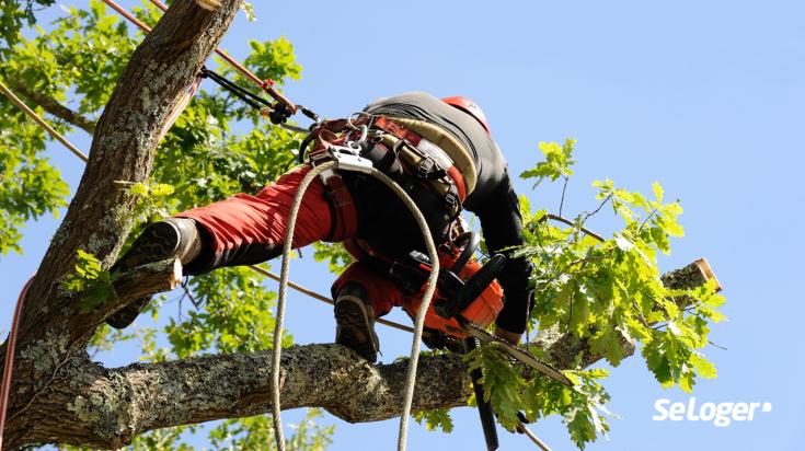 alt="Élagage d’arbres dangereux à Annecy"