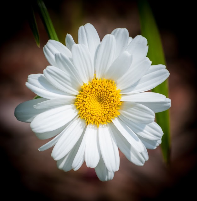 White daisy flower